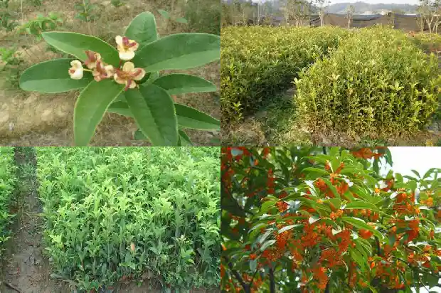 桂花树在哪里卖1681526850402