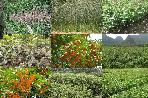 南充桂花树在哪儿卖1681526872330