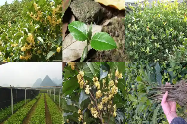 南充桂花树在哪儿卖1681526872378