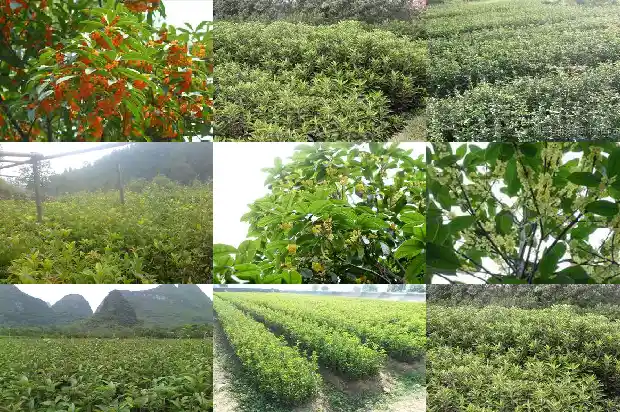 桂花什么时候摘花1688792431403