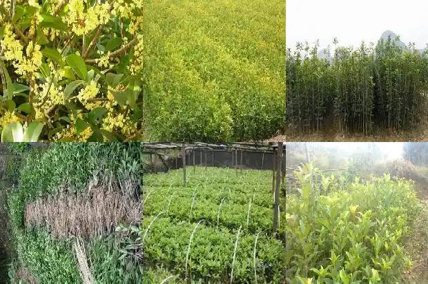 南充桂花树在哪儿卖1681526872474