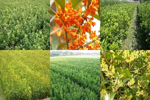 桂花树价值介绍1681526913726