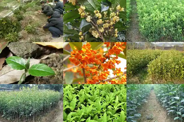 桂花树价值介绍1681526913774