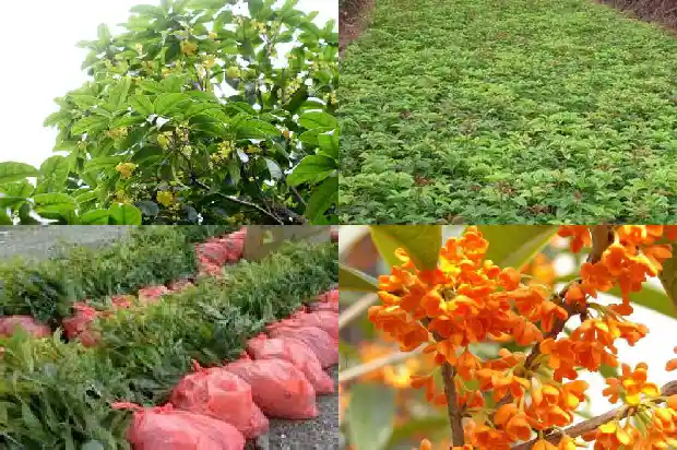 桂花树大树卖多少钱一棵呢1681526933427