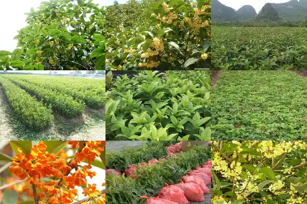 桂花树大树卖多少钱一棵呢1681526933475
