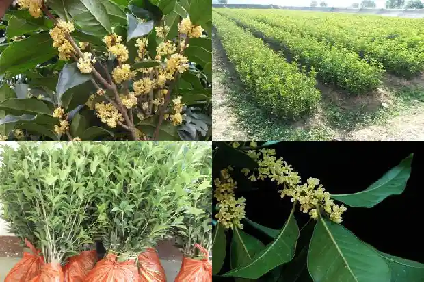 十二公分桂花树多少钱一棵1681526979175