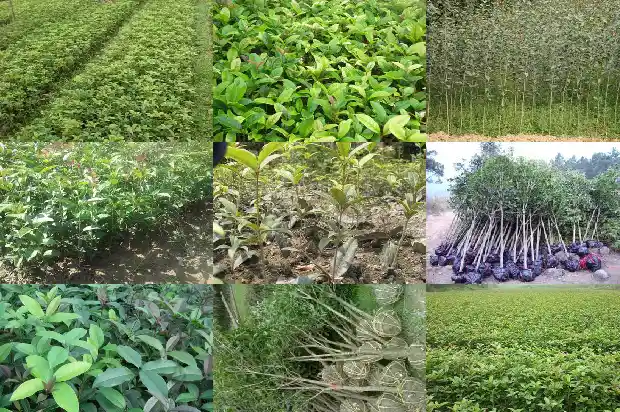 十二公分桂花树多少钱一棵1681526979269