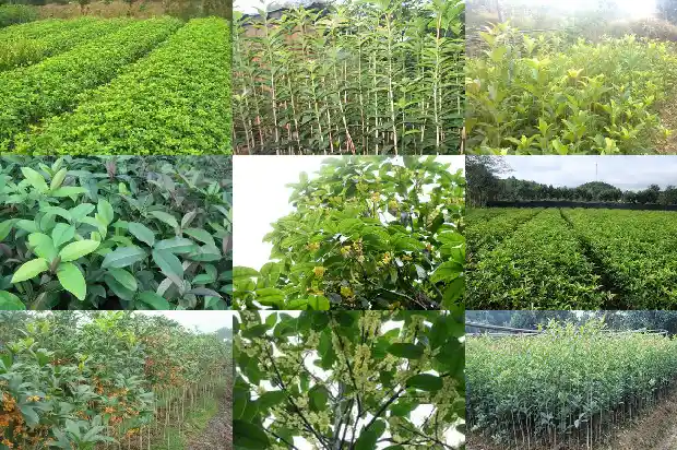 十二公分桂花树多少钱一棵1681526979317