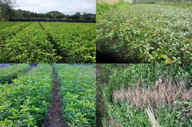 8一10公分桂花树价格0公分桂花树1681526998473