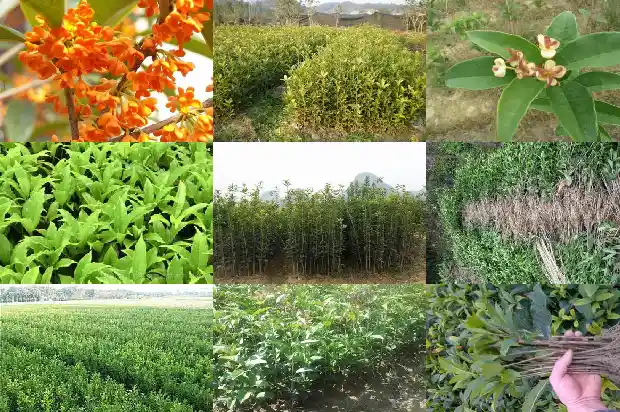 8一10公分桂花树价格0公分桂花树1681526998520
