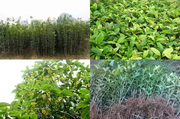 8一10公分桂花树价格0公分桂花树1681526998566