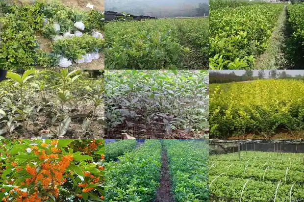 全国最大的桂花树有多大1688693390904