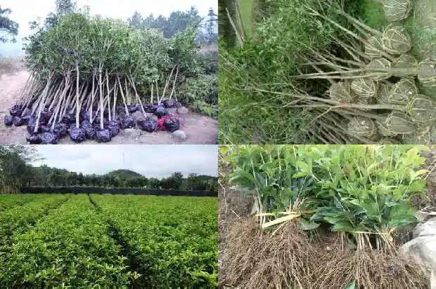12公分桂花树多少钱1棵1681527045411
