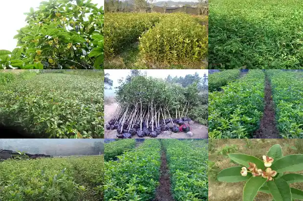 12公分桂花树多少钱1棵1681527045459