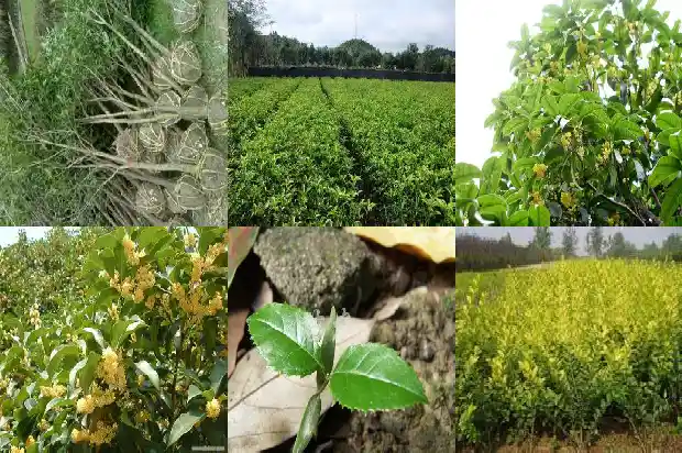 十公分粗的桂花树多少钱一颗啊1681527072126
