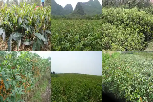 十公分粗的桂花树多少钱一颗啊1681527072174