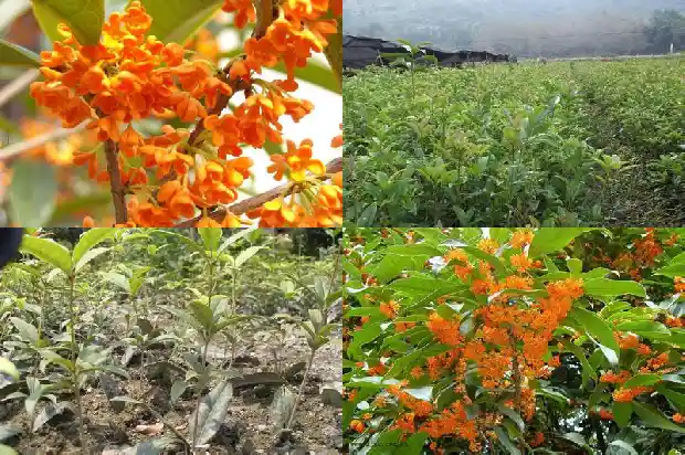 十公分粗的桂花树多少钱一颗啊1681527072269