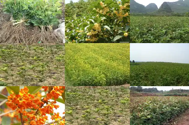 小桂花树苗价格表大全1689985505997