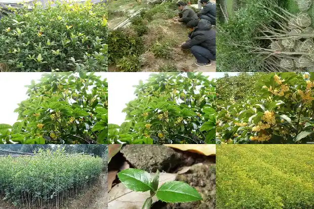 桂花树栽在院子什么位置1681527132772