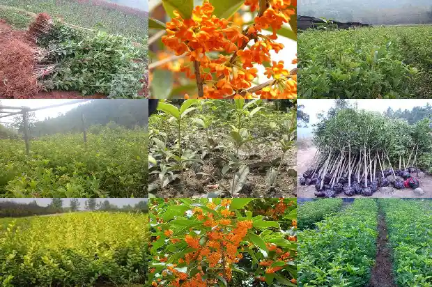 桂花黄芪枸杞有副作用吗1689035644074