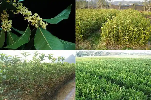 桂花树栽在院子里好不好养1681527159022
