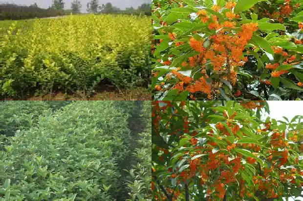 秋天桂花发新芽怎么办1688347426712