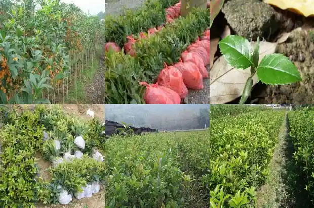 桂花树栽在家里院子里好不好1681527178322