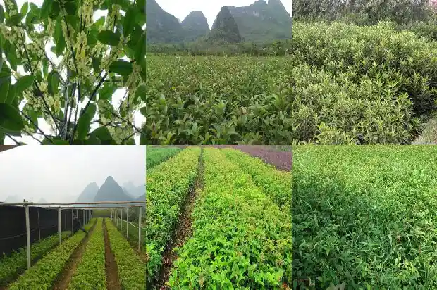 桂花树栽在家里院子里好不好1681527178370