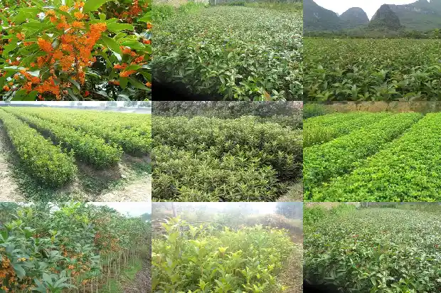 桂花树冬天开花怎么办1681527213990