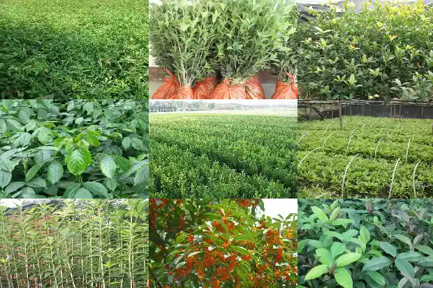 桂花什么时候栽最好1690418431160