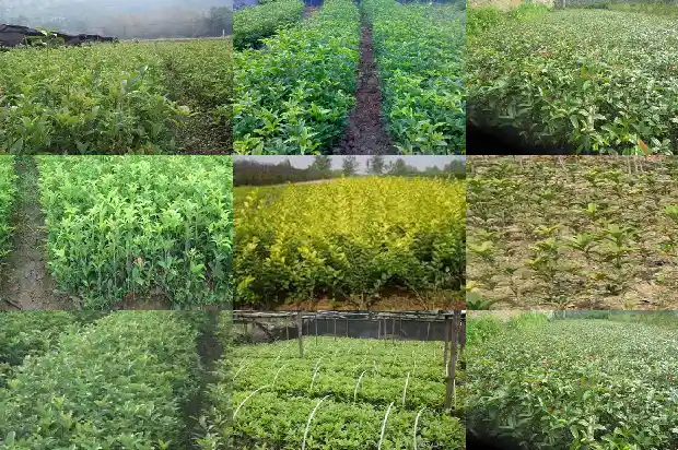 桂花树冬天开花怎么办1681527214084