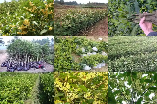桂花怎么泡酒最好1689034584654