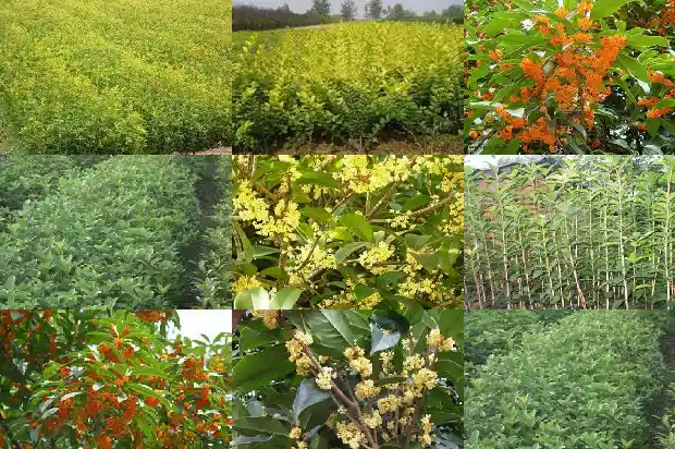 桂花树栽大门哪侧好1681527254029