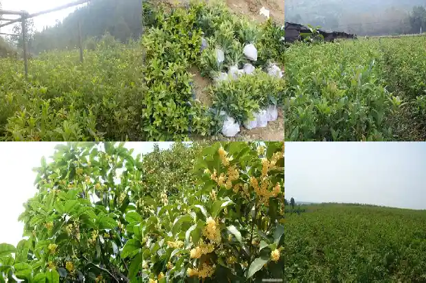 桂花树栽大门哪侧好1681527254077