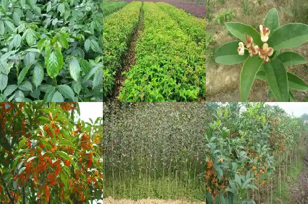 桂枝是不是桂花树枝条1688605105189