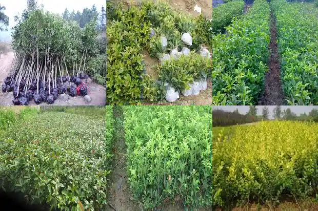 大门口栽什么桂花树好1681527298107