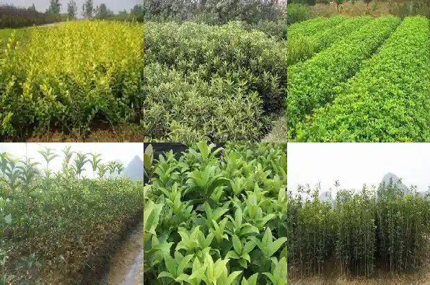 大门口栽什么桂花树好1681527298251