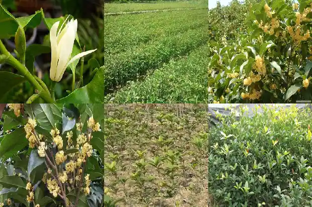 种一棵桂花适合种在大门口的哪个位置1681527318731