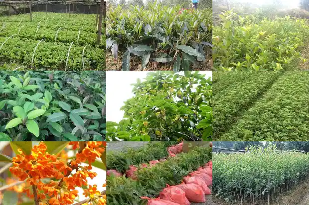 汉中桂花树苗批发基地地址1690158783573