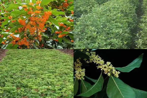 北方桂花树什么时候移栽最好活1681527387405