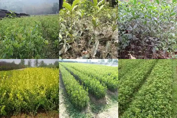北方桂花树几月份移栽1681527414013