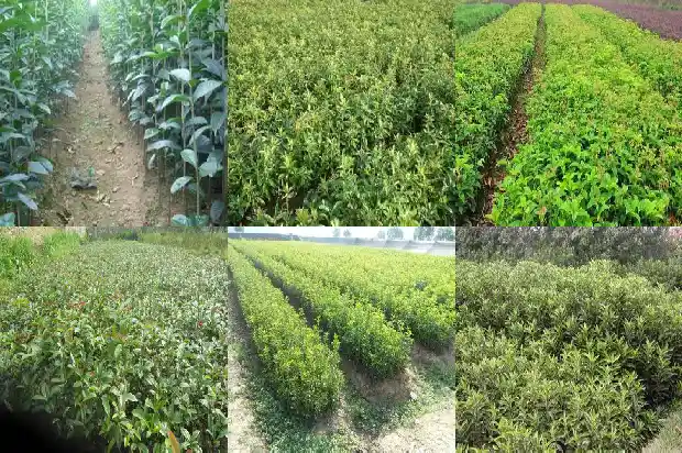 北方桂花树几月份移栽1681527414108