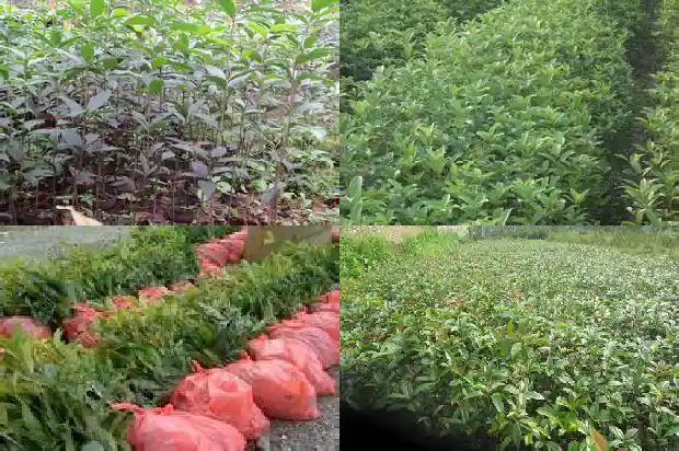 北方桂花树几月份移栽1681527414155