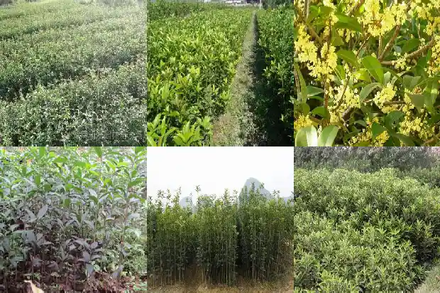 北方桂花树什么季节栽最合适1681527438138
