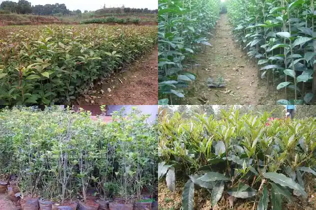 北方桂花树什么季节栽最合适1681527438186