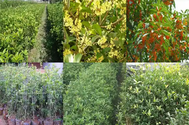 北方桂花树什么季节栽最合适1681527438233
