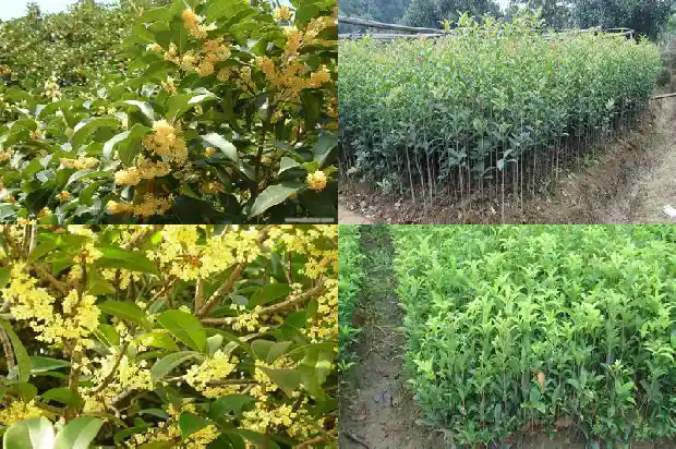 北方桂花移栽季节1681527461006