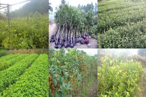桂花树价格走势分析表1689838597474