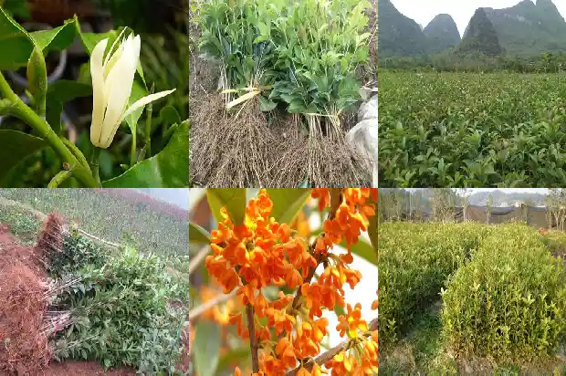 北方桂花移栽季节1681527461101