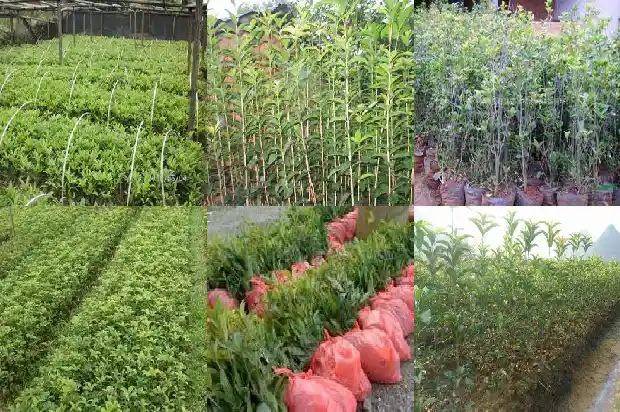 北方桂花移栽季节1681527461149